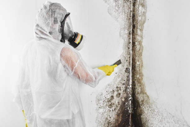 Best Crawl Space Mold Removal  in North Charleston, SC