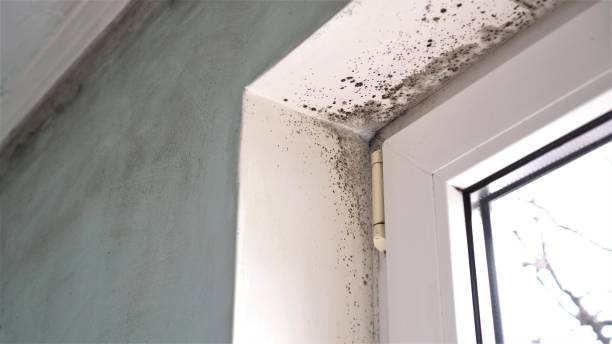 Home Mold Removal in North Charleston, SC