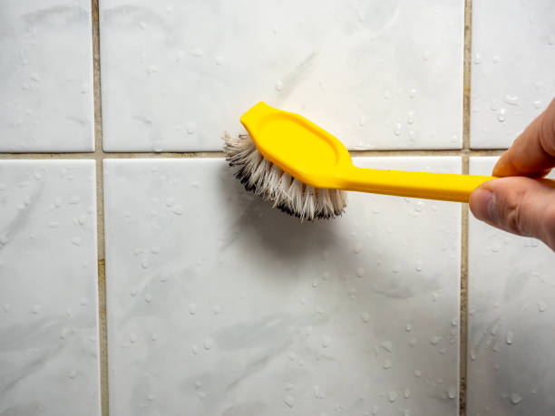 Best Best Mold Removal Companies  in North Charleston, SC
