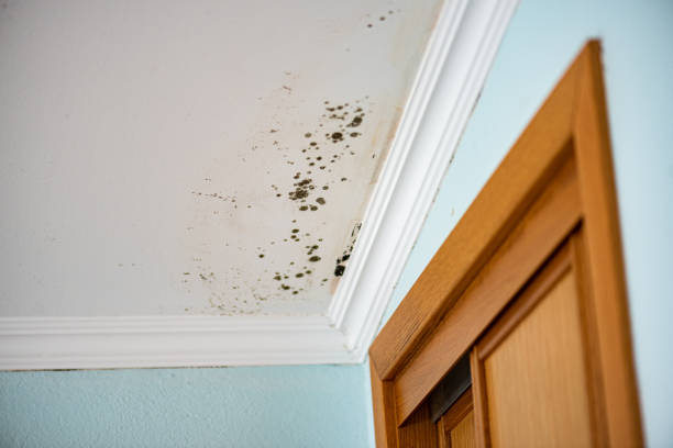 Best Professional Mold Removal  in North Charleston, SC