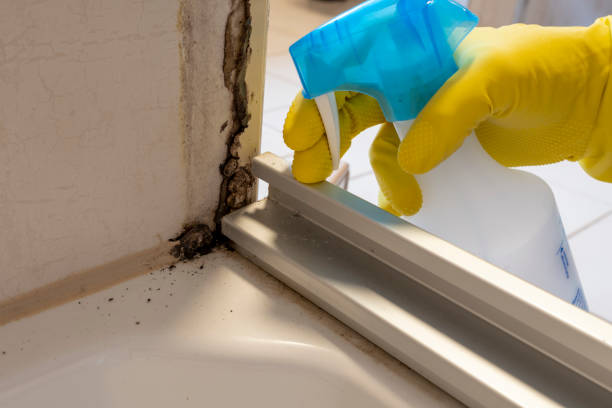 Best Mold Remediation Experts  in North Charleston, SC