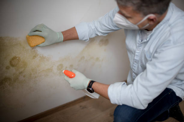 Trusted North Charleston, SC Mold Removal Experts