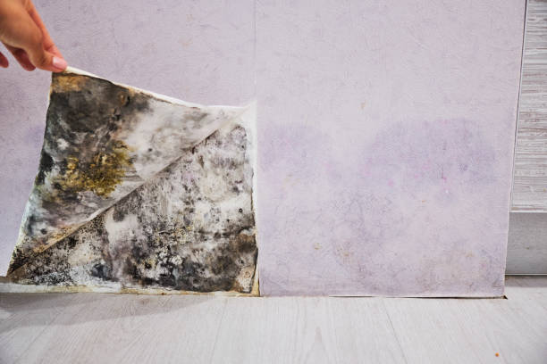 Best Mold Testing  in North Charleston, SC